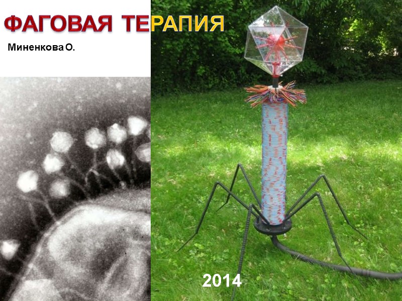 Миненкова О. ФАГОВАЯ ТЕРАПИЯ 2014